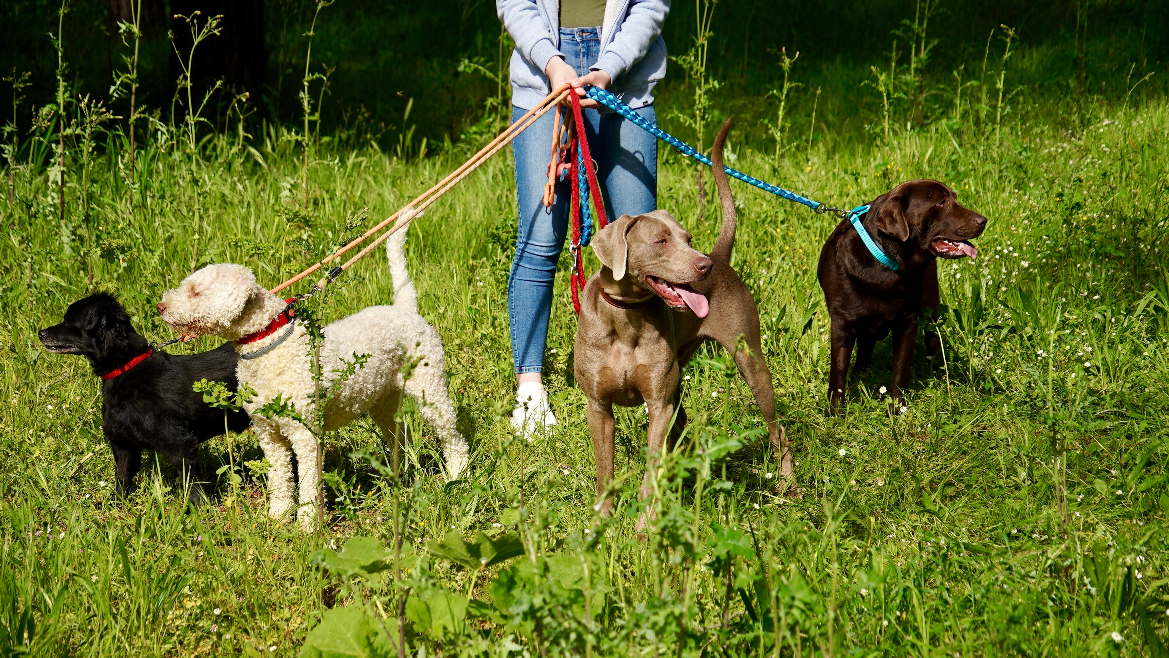 Garde de Chien et Pension